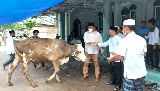 Pemko Gunungsitoli Serahkan Hewan Qurban Kepada Umat Muslim Ditiga